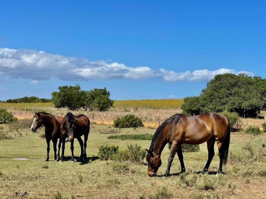Owl Cottage - Living The Breede Malgas Екстериор снимка